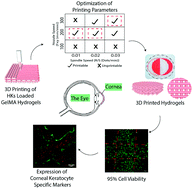 Graphical abstract: Cell loaded 3D bioprinted GelMA hydrogels for corneal stroma engineering