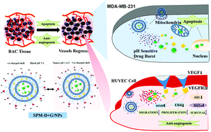 Graphical abstract: Multifunctional hybrid nanoconstructs facilitate intracellular localization of doxorubicin and genistein to enhance apoptotic and anti-angiogenic efficacy in breast adenocarcinoma