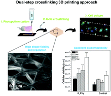 Graphical abstract: Glycerylphytate as an ionic crosslinker for 3D printing of multi-layered scaffolds with improved shape fidelity and biological features