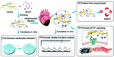 Graphical abstract: Heparan sulfate proteoglycan promotes fibroblast growth factor-2 function for ischemic heart repair