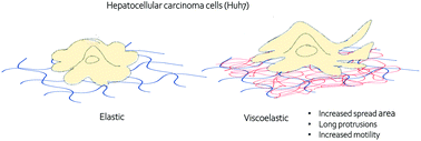 Graphical abstract: Opposite responses of normal hepatocytes and hepatocellular carcinoma cells to substrate viscoelasticity