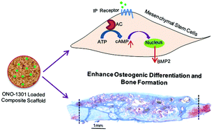 Graphical abstract: ONO-1301 loaded nanocomposite scaffolds modulate cAMP mediated signaling and induce new bone formation in critical sized bone defect