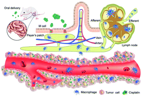 Graphical abstract: Biomimetic and bioinspired strategies for oral drug delivery