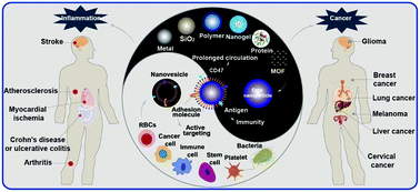 Graphical abstract: Cell membrane biomimetic nanoparticles for inflammation and cancer targeting in drug delivery