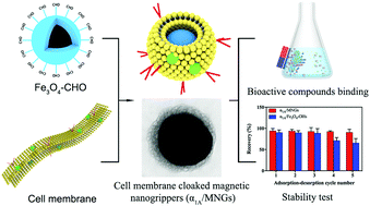 Graphical abstract: A novel cell membrane-cloaked magnetic nanogripper with enhanced stability for drug discovery
