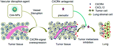 Graphical abstract: Combretastatin A4 nanodrug combined plerixafor for inhibiting tumor growth and metastasis simultaneously