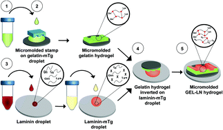 Graphical abstract: Enzymatically crosslinked gelatin–laminin hydrogels for applications in neuromuscular tissue engineering