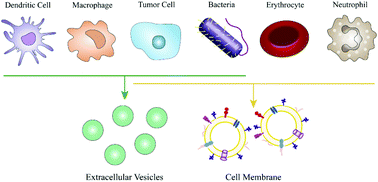Graphical abstract: Biomimetic cell-derived nanocarriers for modulating immune responses