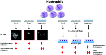 Graphical abstract: Hydrophilic titanium surfaces reduce neutrophil inflammatory response and NETosis