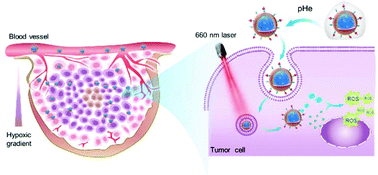 Graphical abstract: Microenvironment-activated nanoparticles for oxygen self-supplemented photodynamic cancer therapy