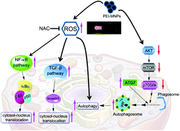 Graphical abstract: Polyethyleneimine coated Fe3O4 magnetic nanoparticles induce autophagy, NF-κB and TGF-β signaling pathway activation in HeLa cervical carcinoma cells via reactive oxygen species generation