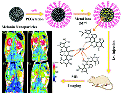 Graphical abstract: The effect of metal ions on endogenous melanin nanoparticles used as magnetic resonance imaging contrast agents