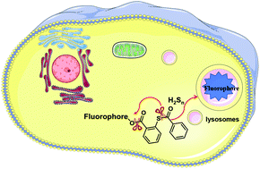 Graphical abstract: A new lysosome-targetable fluorescent probe for detection of endogenous hydrogen polysulfides in living cells and inflamed mouse model
