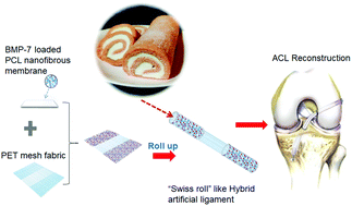 Graphical abstract: “Swiss roll”-like bioactive hybrid scaffolds for promoting bone tissue ingrowth and tendon-bone healing after anterior cruciate ligament reconstruction