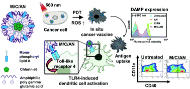 Graphical abstract: Biomimetic polymeric nanoparticle-based photodynamic immunotherapy and protection against tumor rechallenge