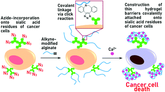 Graphical abstract: A thin hydrogel barrier linked onto cell surface sialic acids through covalent bonds induces cancer cell death in vivo