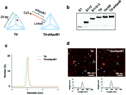 Graphical abstract: A self-assembled DNA tetrahedron as a carrier for in vivo liver-specific delivery of siRNA
