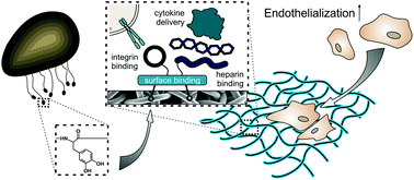 Graphical abstract: Multifunctional coatings combining bioactive peptides and affinity-based cytokine delivery for enhanced integration of degradable vascular grafts