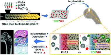 Graphical abstract: An osteoconductive PLGA scaffold with bioactive β-TCP and anti-inflammatory Mg(OH)2 to improve in vivo bone regeneration