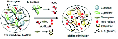 Graphical abstract: Oral biofilm elimination by combining iron-based nanozymes and hydrogen peroxide-producing bacteria