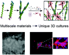 Graphical abstract: Hierarchically structured hydrogels utilizing multifunctional assembling peptides for 3D cell culture
