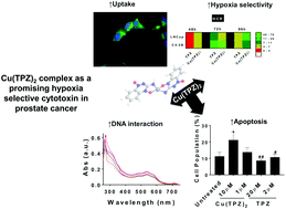 Graphical abstract: Enhanced selectivity, cellular uptake, and in vitro activity of an intrinsically fluorescent copper–tirapazamine nanocomplex for hypoxia targeted therapy in prostate cancer