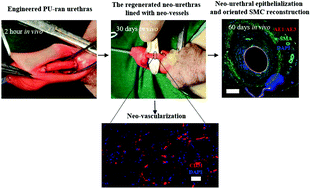 Graphical abstract: Urethral reconstruction using an amphiphilic tissue-engineered autologous polyurethane nanofiber scaffold with rapid vascularization function