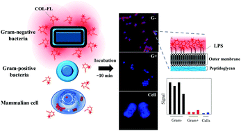 Graphical abstract: Ultra-fast and universal detection of Gram-negative bacteria in complex samples based on colistin derivatives