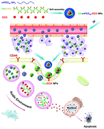 Graphical abstract: Construction of a tumor microenvironment pH-responsive cleavable PEGylated hyaluronic acid nano-drug delivery system for colorectal cancer treatment