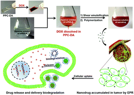 Graphical abstract: A biodegradable CO2-based polymeric antitumor nanodrug via a one-pot surfactant- and solvent-free miniemulsion preparation