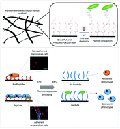 Graphical abstract: The electrospinning of a thermo-responsive polymer with peptide conjugates for phenotype support and extracellular matrix production of therapeutically relevant mammalian cells