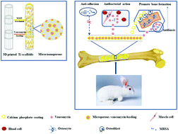 Graphical abstract: Sustainable release of vancomycin from micro-arc oxidised 3D-printed porous Ti6Al4V for treating methicillin-resistant Staphylococcus aureus bone infection and enhancing osteogenesis in a rabbit tibia osteomyelitis model