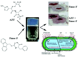 Graphical abstract: Development of mechanism-based antibacterial synergy between Fmoc-phenylalanine hydrogel and aztreonam