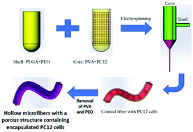 Graphical abstract: In vitro cell culture in hollow microfibers with porous structures