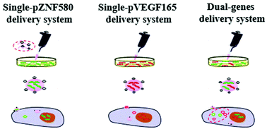Graphical abstract: From single to a dual-gene delivery nanosystem: coordinated expression matters for boosting the neovascularization in vivo