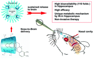Graphical abstract: Intranasal delivery of berberine via in situ thermoresponsive hydrogels with non-invasive therapy exhibits better antidepressant-like effects