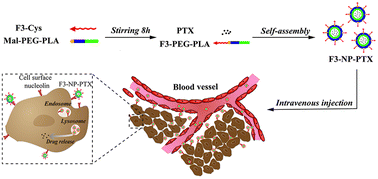 Graphical abstract: Tumor-targeting peptide functionalized PEG-PLA micelles for efficient drug delivery