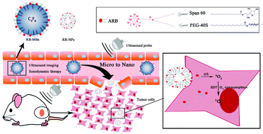 Graphical abstract: In situ conversion of rose bengal microbubbles into nanoparticles for ultrasound imaging guided sonodynamic therapy with enhanced antitumor efficacy