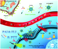 Graphical abstract: Bio-engineered cell membrane nanovesicles as precision theranostics for perihilar cholangiocarcinoma