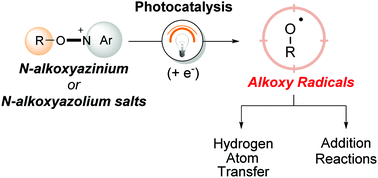 Graphical abstract: Alkoxy radicals generation: facile photocatalytic reduction of N-alkoxyazinium or azolium salts