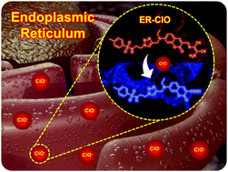 Graphical abstract: A ratiometric fluorescent probe for detecting hypochlorite in the endoplasmic reticulum