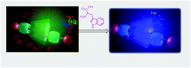 Graphical abstract: Room-temperature phosphorescent γ-cyclodextrin-cucurbit[6]uril-cowheeled [4]rotaxanes for specific sensing of tryptophan
