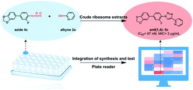 Graphical abstract: Efficient discovery of novel antimicrobials through integration of synthesis and testing in crude ribosome extract