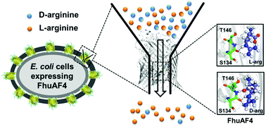 Graphical abstract: Chiral separation of d/l-arginine with whole cells through an engineered FhuA nanochannel