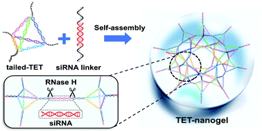 Graphical abstract: DNA tetrahedron-based nanogels for siRNA delivery and gene silencing