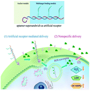 Graphical abstract: DNA supersandwich assemblies as artificial receptors to mediate intracellular delivery of catalase for efficient ROS scavenging