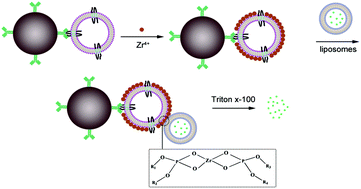 Graphical abstract: Bridging exosome and liposome through zirconium–phosphate coordination chemistry: a new method for exosome detection