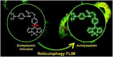 Graphical abstract: Dual-functional fluorescent molecular rotor for endoplasmic reticulum microviscosity imaging during reticulophagy
