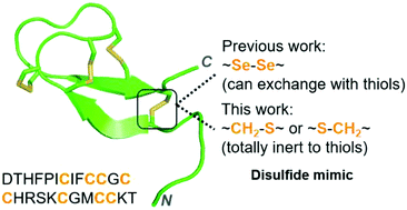 Graphical abstract: Non-reducible disulfide bond replacement implies that disulfide exchange is not required for hepcidin–ferroportin interaction