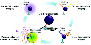 Graphical abstract: Plasmonic gold nanoparticles as multifaceted probe for tissue imaging